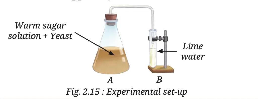 class 8 science curiosity chapter 2 the invisible living world beyond our naked eye image 2
