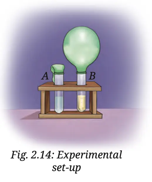 class 8 science curiosity chapter 2 the invisible living world beyond our naked eye image 3